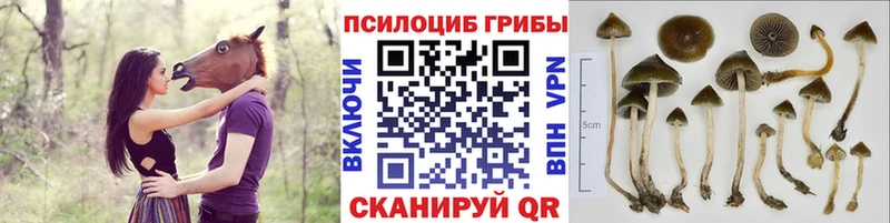 Галлюциногенные грибы Psilocybe Волоколамск